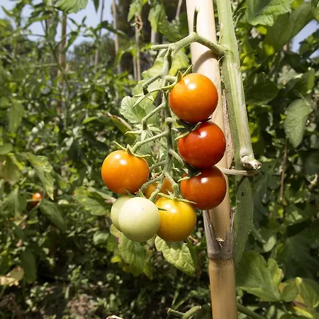 Spathies * Kalogria (Sithonia)