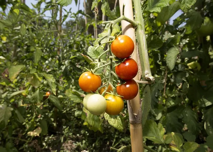 Spathies * 卡洛吉亚