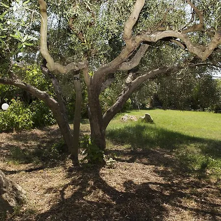 Spathies Lejlighed Kalogria (Sithonia)